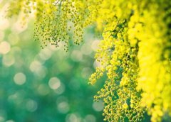 古風(fēng)說說帶圖片：死生契闊，與子成說，執(zhí)子之手，與子偕老