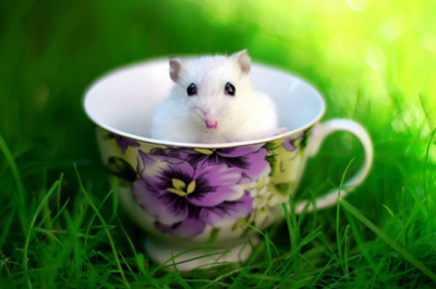 勵(lì)志說說帶圖片：累了想想灰太狼，想想光頭強(qiáng)，沒有理由不堅(jiān)強(qiáng)