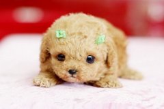 流行的說說帶圖片：那誰，我到底欠你什么，連夢(mèng)里你都要讓我難過