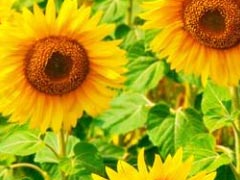 七月早安正能量勵(lì)志哲理說(shuō)說(shuō)帶圖 早安！七月！