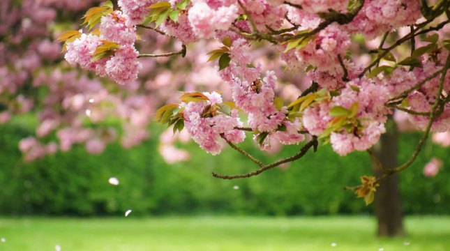 表白小情話最用心也是最走心的 成功率99%的告白情話合集