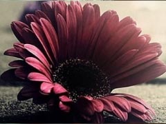 在夢(mèng)里也會(huì)潸然淚下的說(shuō)說(shuō)帶圖 如果時(shí)光倒流峩捫能抓得住什么