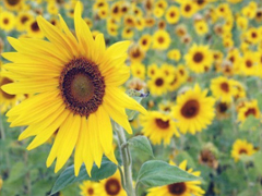 睡前說一句的微信晚安勵(lì)志句子 簡單正能量的晚安句子合集