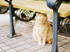 關于愛情的唯美句子情感真摯 甜甜蜜蜜的唯美句子