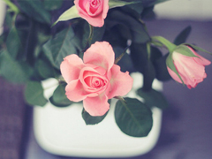 內心煎熬的傷感說說帶圖片 始終無法忘記他的虐心說說