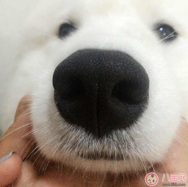 胡杏兒懷孕鼻子變大大家都說是男孩 懷男孩特征是什么