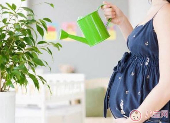 孕婦房間里可以放吊蘭嗎 吊蘭對孕婦有影響嗎(孕婦養(yǎng)吊蘭注意事項) 孕婦房間里可以放吊蘭嗎 吊蘭對孕婦有影響嗎(孕婦養(yǎng)吊蘭注意事項)