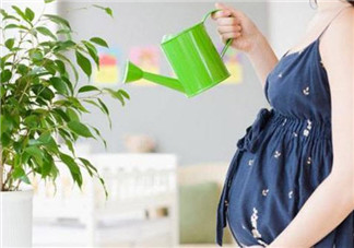 孕婦房間里可以放吊蘭嗎 吊蘭對孕婦有影響嗎(孕婦養(yǎng)吊蘭注意事項)
