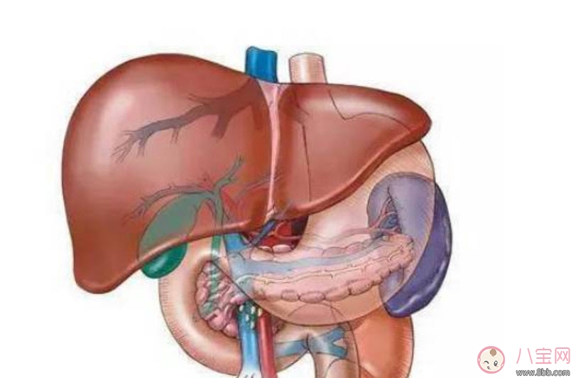 孕婦孕晚期嘔吐正常嗎 孕晚期得了脂肪肝怎么辦(孕期脂肪肝日常飲食)