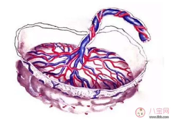 孕晚期胎盤老化能順產(chǎn)嗎 胎盤三級(jí)必須剖腹產(chǎn)嗎 孕晚期胎盤老化能順產(chǎn)嗎 胎盤三級(jí)必須剖腹產(chǎn)嗎