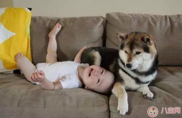 養(yǎng)寵物的孕婦應該做哪些檢查 為什么明星懷孕了能養(yǎng)寵物 養(yǎng)寵物的孕婦應該做哪些檢查 為什么明星懷孕了能養(yǎng)寵物