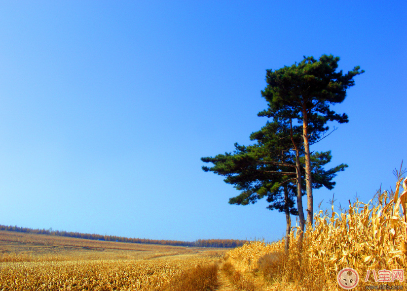 秋天準媽媽怎么吃好 準媽媽秋季如何進補
