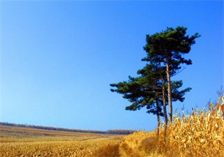 秋天準(zhǔn)媽媽怎么吃好 準(zhǔn)媽媽秋季如何進補