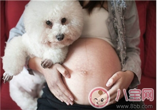 孕期家里有寵物怎么辦 孕期養(yǎng)寵物注意事項 孕期家里有寵物怎么辦 孕期養(yǎng)寵物注意事項