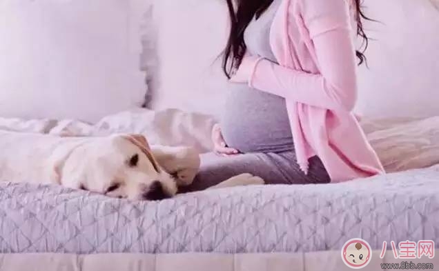 孕期家里有寵物怎么辦 孕期養(yǎng)寵物注意事項 孕期家里有寵物怎么辦 孕期養(yǎng)寵物注意事項