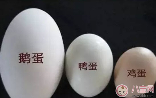 孕婦孕晚期吃鵝蛋排胎毒是真的嗎 吃什么去胎毒 孕婦孕晚期吃鵝蛋排胎毒是真的嗎 吃什么去胎毒