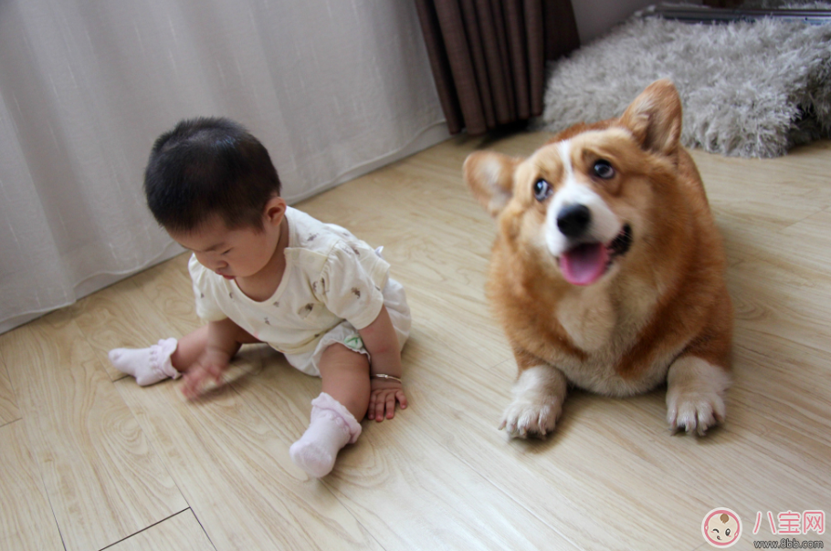 懷孕家里養(yǎng)狗了怎么辦 需要送人嗎