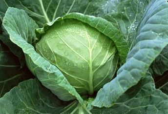 懷孕后胃脹是怎么回事 懷孕期間胃脹氣怎么辦呢