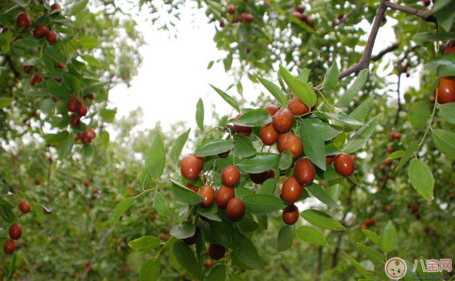老太吃下15顆紅棗心臟驟停 正確吃紅棗才能對身體好
