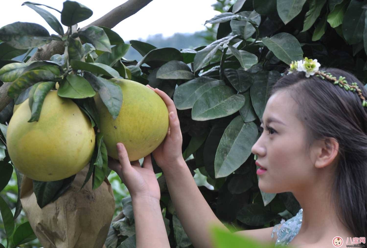 柚子減肥法 秋季去燥又瘦身 柚子減肥法 秋季去燥又瘦身