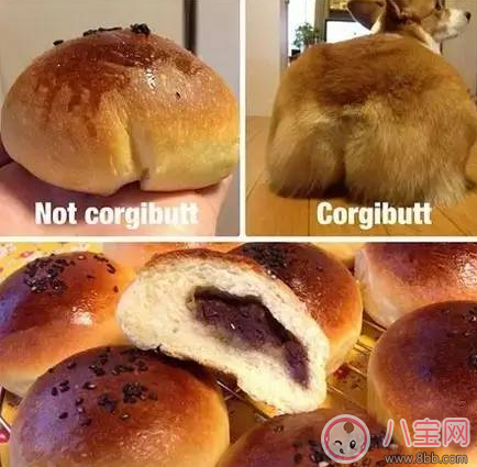 柯基臀是什么 李菲兒柯基臀怎么練出來(lái)的 柯基臀是什么 李菲兒柯基臀怎么練出來(lái)的