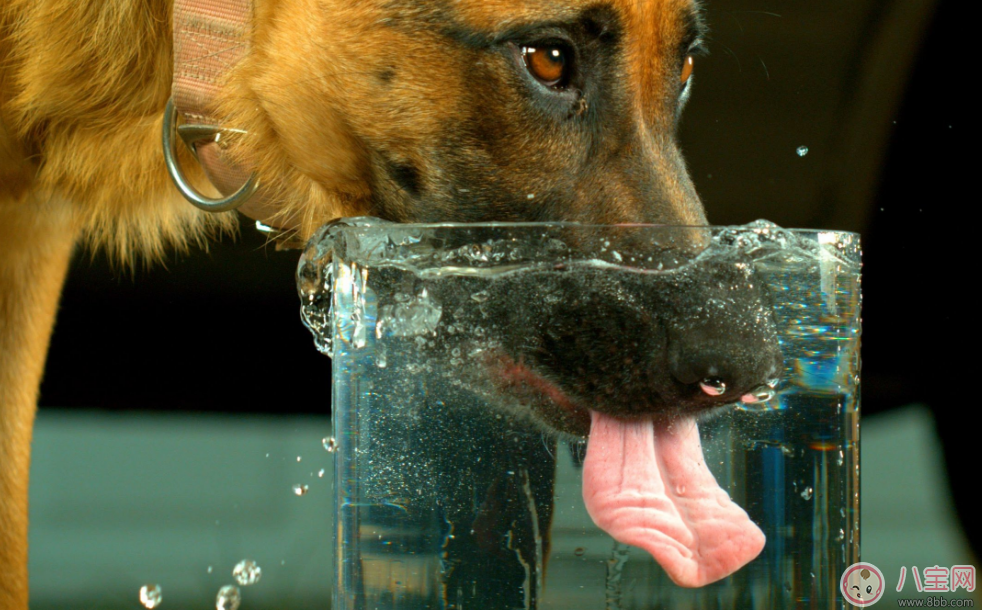 喝水其實大有講究了 隔夜的水究竟怎么喝 喝水其實大有講究了 隔夜的水究竟怎么喝