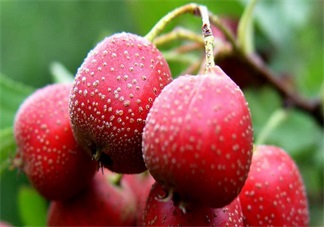 產(chǎn)后吃西瓜拉肚子難受不已 產(chǎn)后哪些東西不能吃