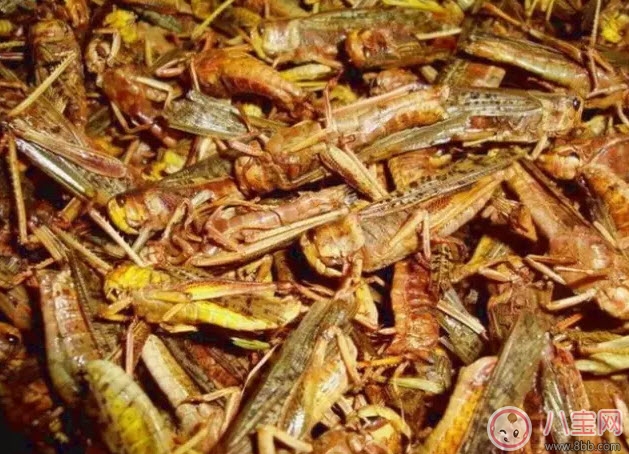 孕婦能不能吃蝗蟲 哪些地方的人喜歡吃蝗蟲(外國人吃蝗蟲嗎)