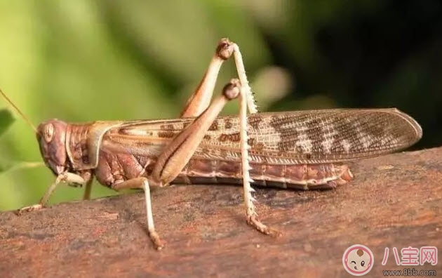 孕婦能不能吃蝗蟲 哪些地方的人喜歡吃蝗蟲(外國人吃蝗蟲嗎)