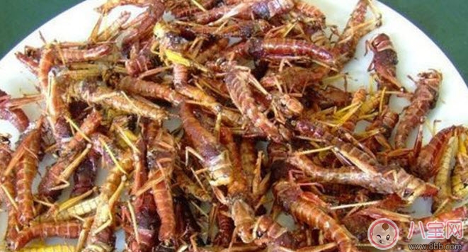 孕婦能不能吃蝗蟲 哪些地方的人喜歡吃蝗蟲(外國人吃蝗蟲嗎)