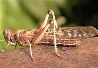 孕婦能不能吃蝗蟲 哪些地方的人喜歡吃蝗蟲(外國人吃蝗蟲嗎)