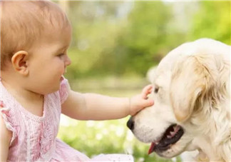 流浪狗咬傷小區(qū)業(yè)主孩子 孩子被狗咬傷怎么緊急處理傷口