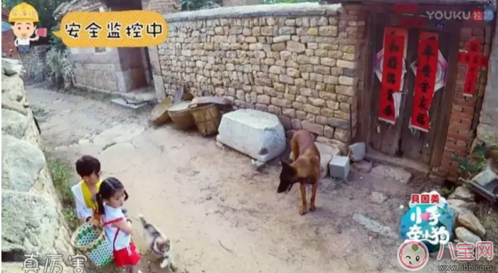 《小手牽小狗》羅志祥帶了幾位萌娃？阿拉蕾的表現(xiàn)怎么樣