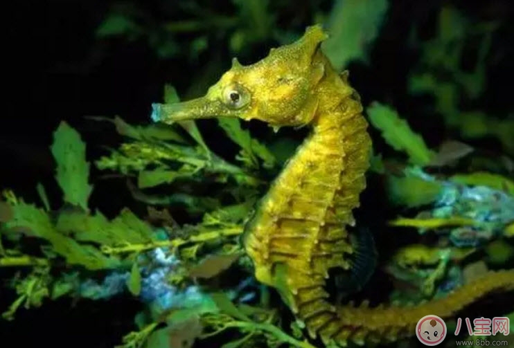 孕婦能吃海馬嗎 孕婦為什么不能吃海馬