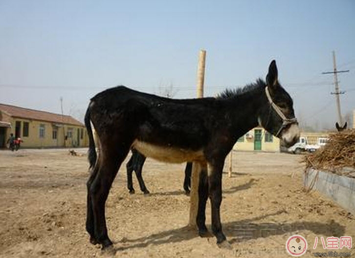 孕婦能吃驢肉嗎 孕婦吃驢肉注意事項(xiàng) 孕婦能吃驢肉嗎 孕婦吃驢肉注意事項(xiàng)