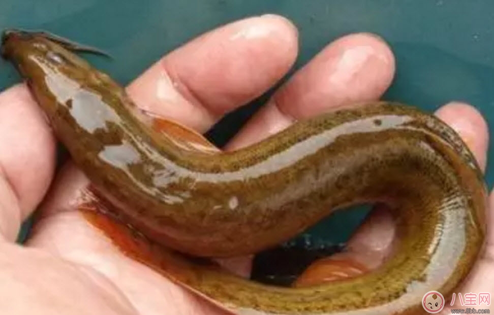 孕婦泥鰍能吃嗎 孕婦吃泥鰍搭配禁忌有哪些