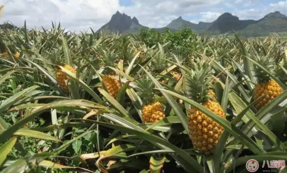 范瑋琪的寶寶也在吃 福連學(xué)堂輔食寶寶口糧必囤