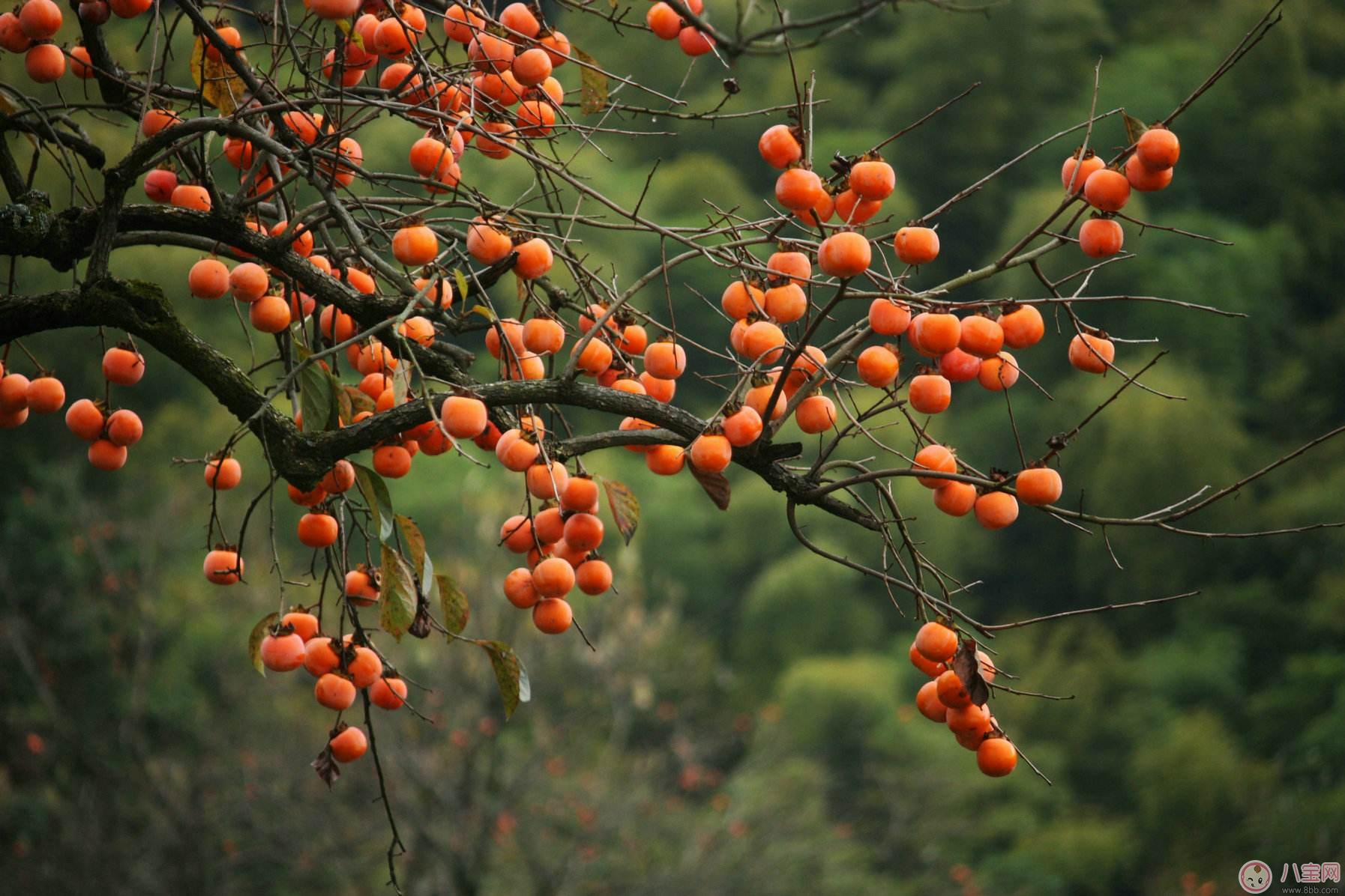 秋季吃柿子好處多 但別忘了吃柿子時(shí)還有這些禁忌