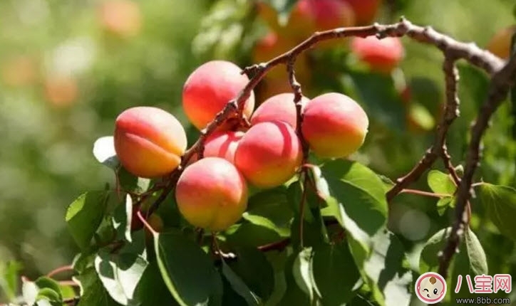 孕婦為什么不能吃杏子 孕婦吃了一個杏子怎么辦