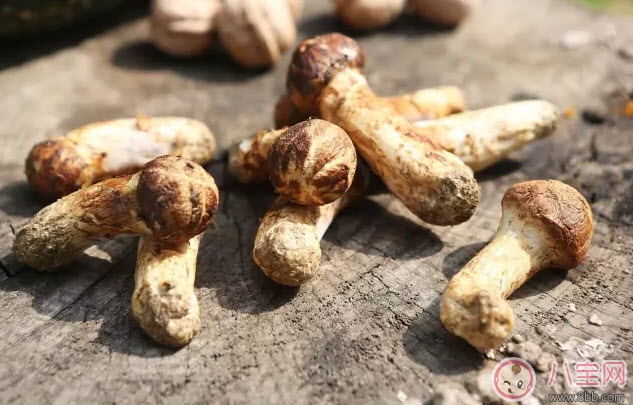 孕婦可以吃松茸嗎 適合孕婦的松茸做法 孕婦可以吃松茸嗎 適合孕婦的松茸做法