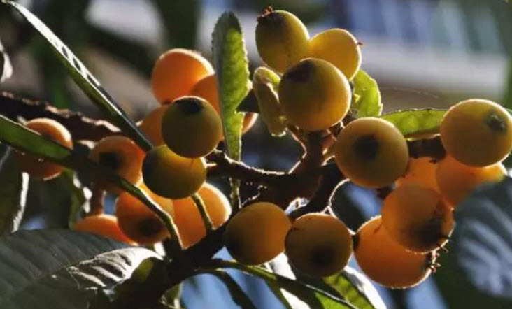 孕婦吃枇杷對胎兒好嗎 孕懷孕期間可以吃枇杷嗎 孕婦吃枇杷對胎兒好嗎 孕懷孕期間可以吃枇杷嗎