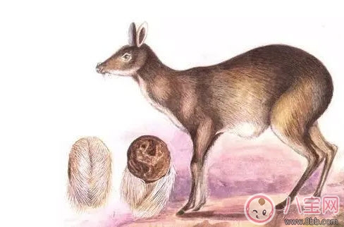 孕婦能用香水嗎 孕婦使用香水有哪些注意事項(xiàng)