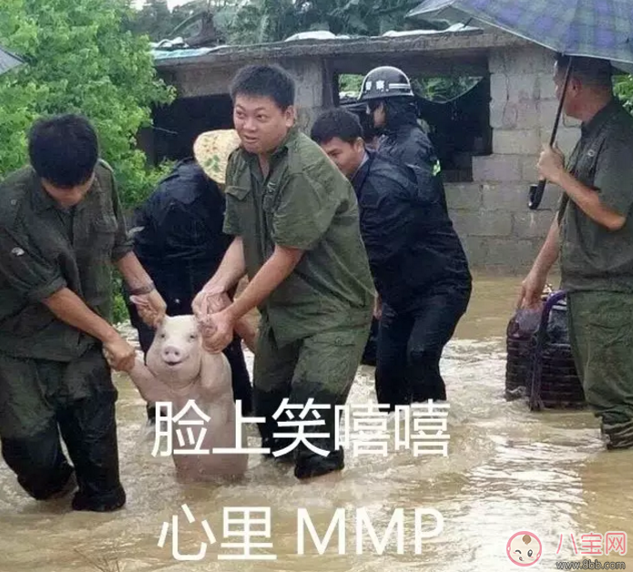 洪水救出的網(wǎng)紅小豬被做成表情包 網(wǎng)紅小豬表情包合集