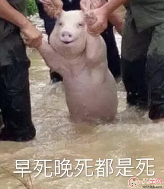 洪水救出的網(wǎng)紅小豬被做成表情包 網(wǎng)紅小豬表情包合集