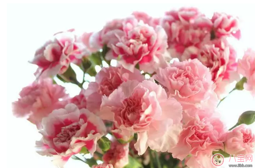 七夕節(jié)送什么花給老婆 怎么送花更浪漫