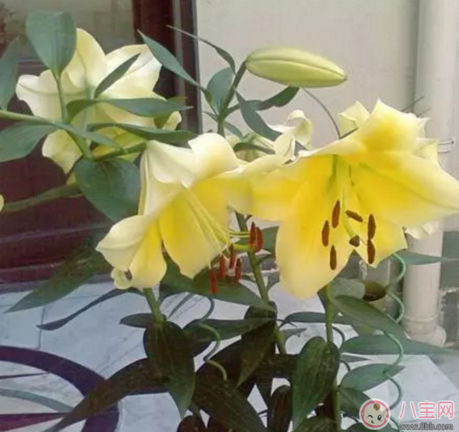 七夕節(jié)送什么花給老婆 怎么送花更浪漫