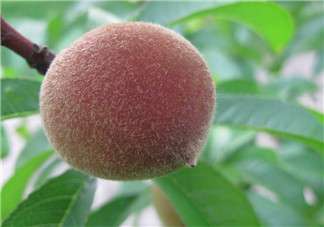 孕婦可以吃毛桃嗎 孕婦吃毛桃有什么功效