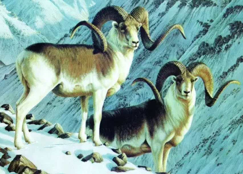 孕婦怎么吃羊肉不上火 孕婦什么時候吃羊肉最好