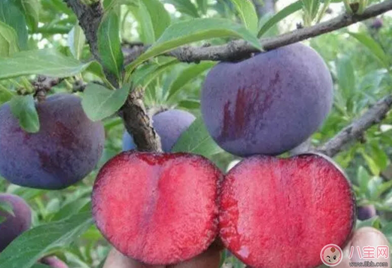 紅心李子孕婦可以吃嗎 孕婦最多能吃多少個紅李子