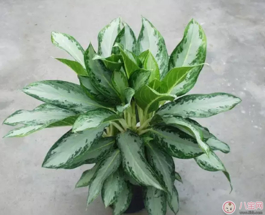 萬年青對孕婦有影響嗎 孕婦觸碰萬年青會有事嗎 萬年青對孕婦有影響嗎 孕婦觸碰萬年青會有事嗎